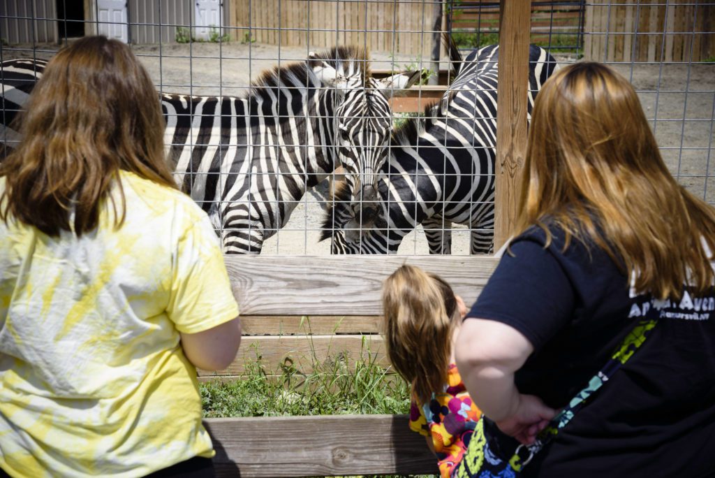 A family admiring the zebras at Animal Adventure Park.