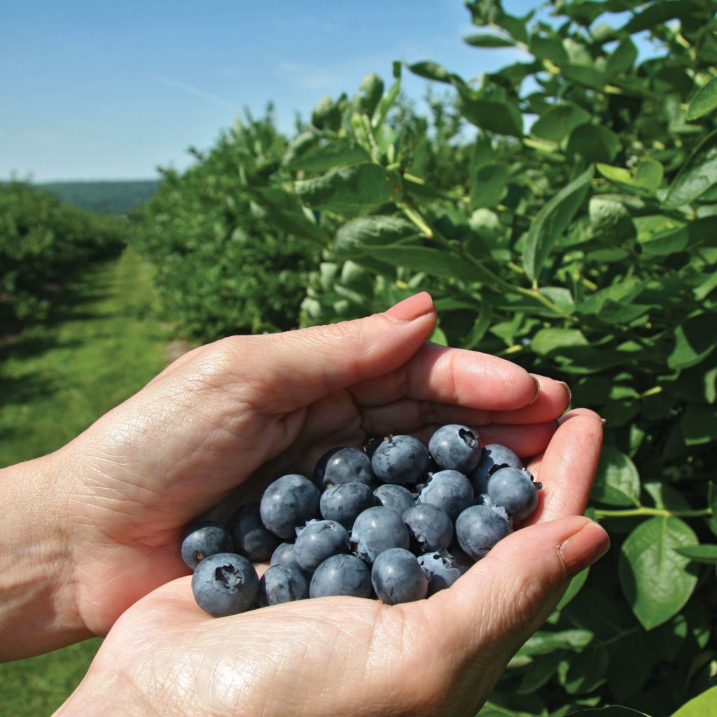 Hands holding freshly picked blueberries.