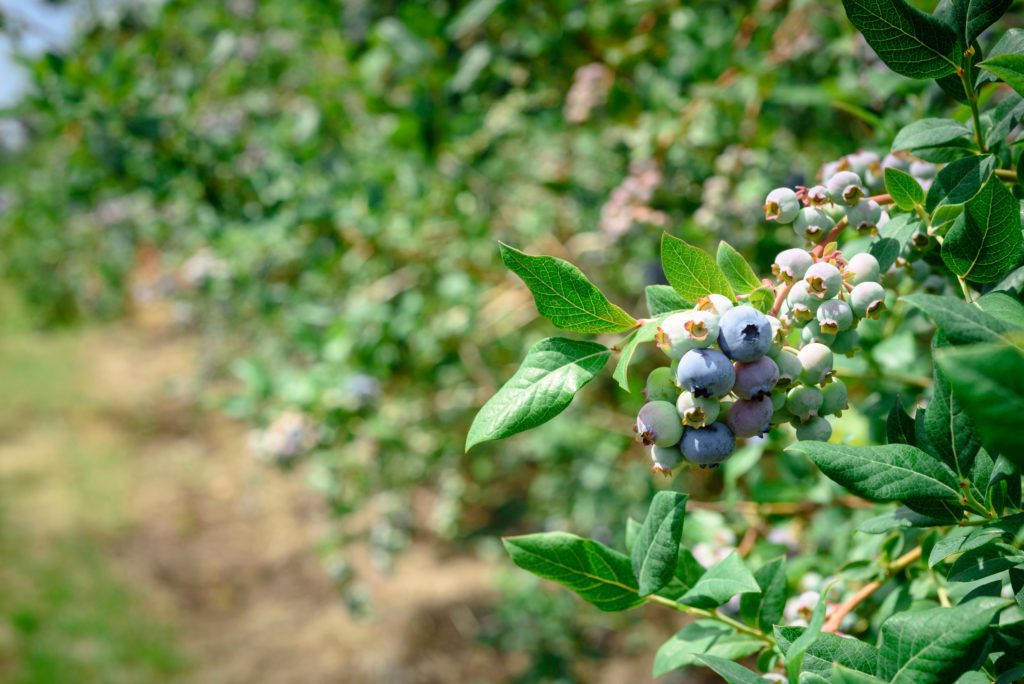 Closeup of blueberries